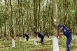Giá cao su kỳ hạn tại Tokyo ngày 1/12 tăng do chỉ số Nikkei tăng